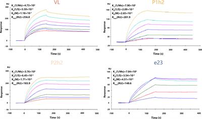 Humanized single-domain antibody targeting HER2 enhances function of chimeric antigen receptor T cells